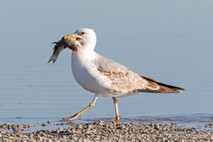 Möwe, Seeschwalbe