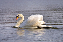 Schwan - Schwäne