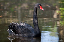 Schwan - Schwäne