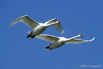 Schwan - Schwäne