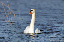Schwan - Schwäne