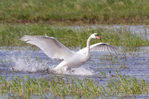 Schwan - Schwäne
