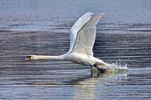 Schwan - Schwäne