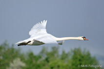 Schwan - Schwäne