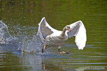 Schwan - Schwäne