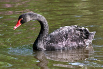 Schwan - Schwäne