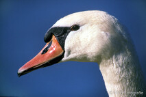 Schwan - Schwäne