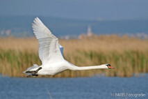 Schwan - Schwäne