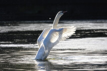 Schwan - Schwäne
