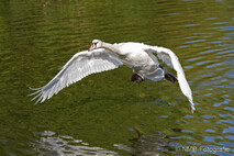 Schwan - Schwäne