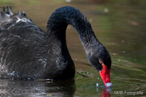 Schwan - Schwäne
