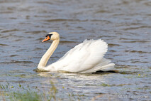 Schwan - Schwäne