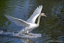 Schwan - Schwäne