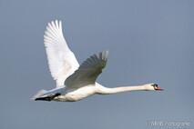 Schwan - Schwäne