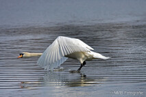 Schwan - Schwäne