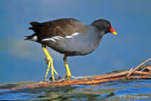 Wasservögel