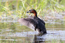 Wasservögel