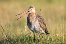 Wasservögel