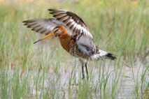 Wasservögel
