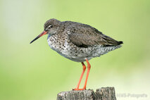 Wasservögel