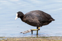 Wasservögel