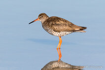 Wasservögel