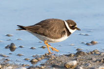 Wasservögel