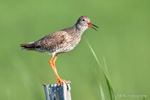 Wasservögel