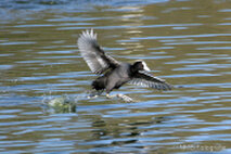 Wasservögel