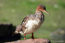 Wasservögel