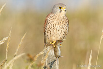 Turmfalke
