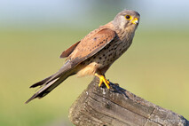 Turmfalke