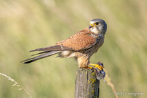 Turmfalke
