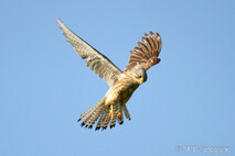 Turmfalke