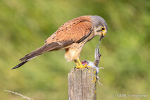 Turmfalke