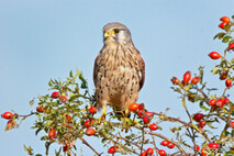 Turmfalke