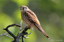 Turmfalke