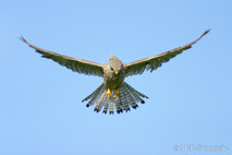 Turmfalke