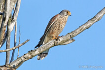 Turmfalke