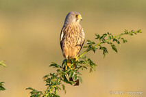 Turmfalke