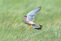 Turmfalke