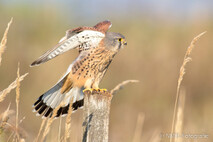 Turmfalke