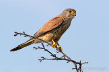 Turmfalke