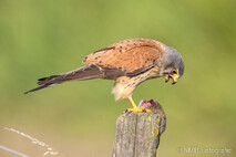 Turmfalke