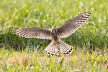 Turmfalke