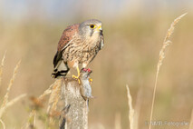 Turmfalke