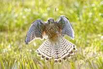 Turmfalke