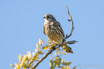 Turmfalke