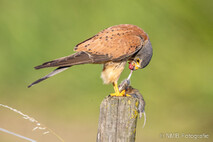 Turmfalke