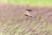 Turmfalke